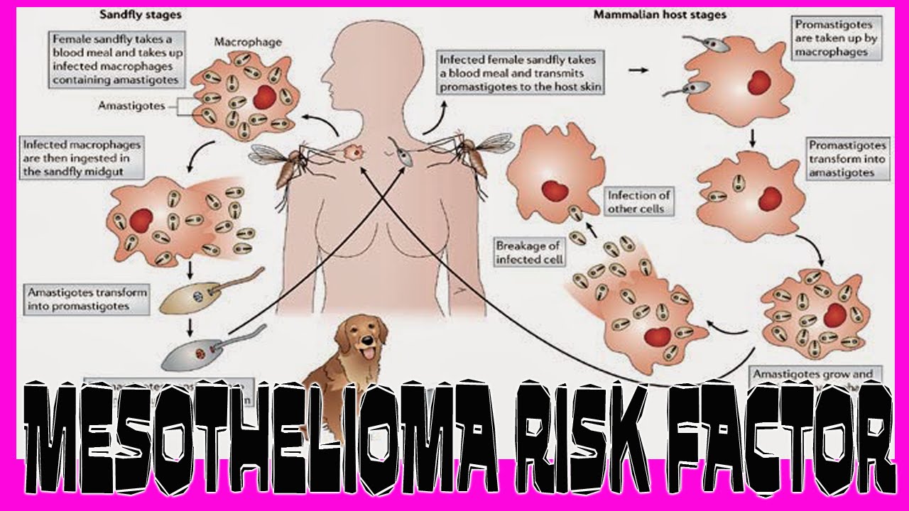 what cancers can ca125 detect