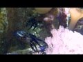 Dwarf Cuttlefish (Sepia Bandensis) Sparring at Steinhart Aquarium