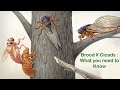 What is cicada insect? Cicadas insect facts