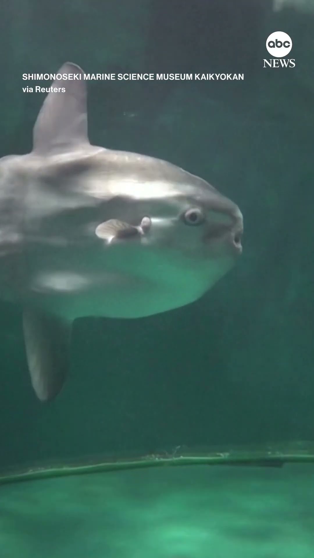 Japanese aquarium sticks visitor cutouts to tank of lonely sunfish