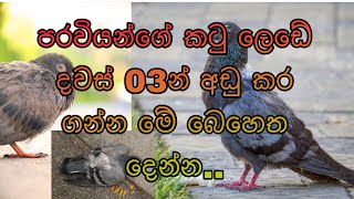 පරවියන්ගේ කටු ලෙඩේට 100% සාර්ථකම බෙහෙත්..