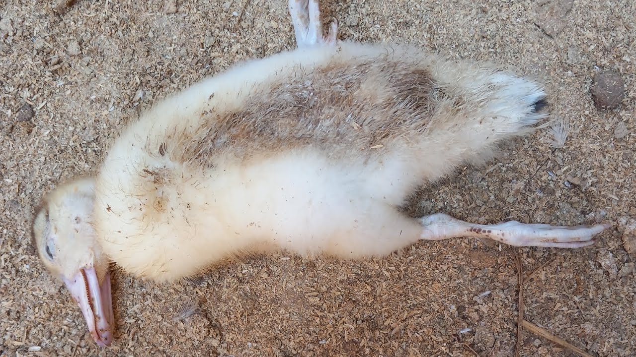 الموت المفاجيء للبط منتشر الايام دي ايه السبب وطريقه العلاج وتقليل الخساير والنافق بدون مجهود