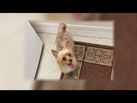 Hero Yorkie dies saving his family from rattlesnake in Rotonda West