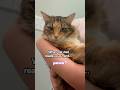 Humans Freedomfighter Mikaandmocha Rescuecat Humans Freedomfighter Mikaandmocha Rescuecat