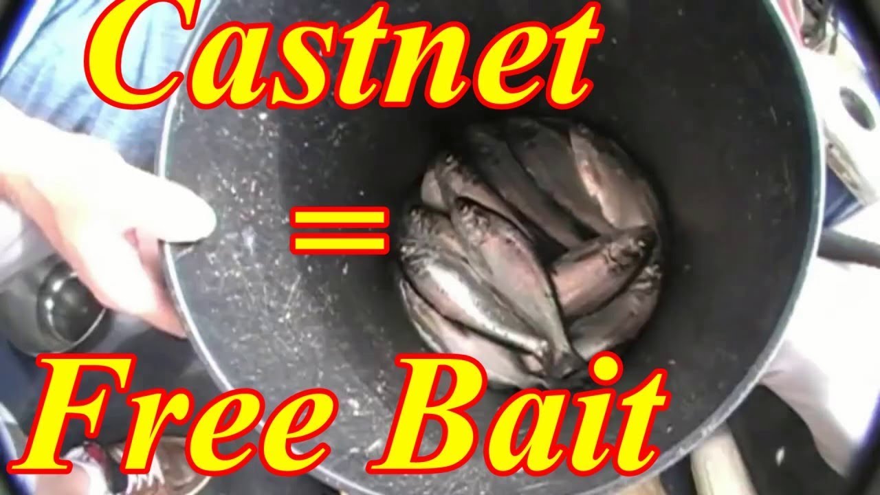 Two Easy Ways to Throw a Cast Net Guaranteed Free Bait 
