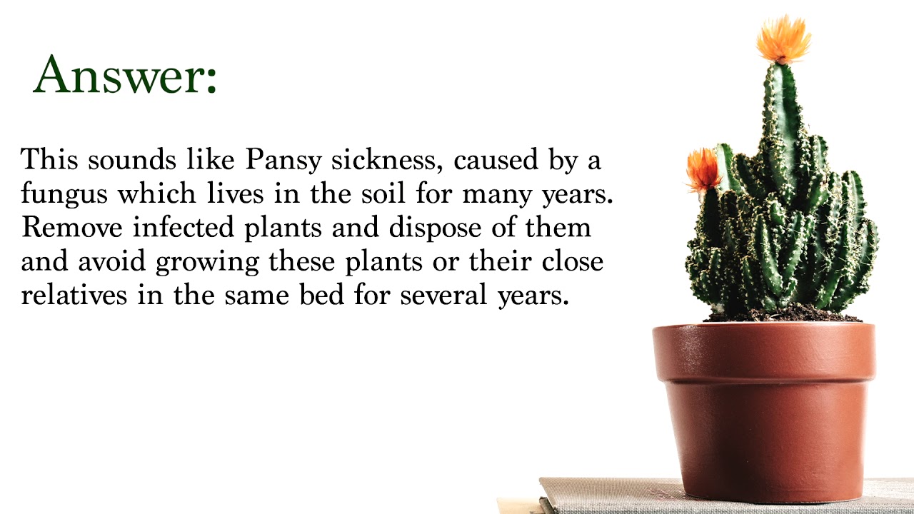 Garden Help Why do my pansies and violas wilt and die off? YouTube