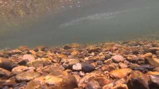 西中国山地のトラウトフィッシング