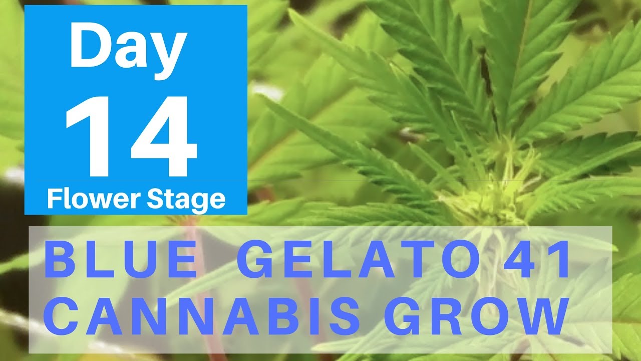 Marijuana Grow Blue Gelato 41