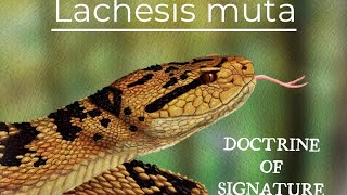 LACHESIS- Doctrine of signature