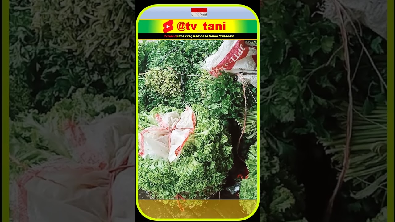 Pasar Sayur Plaosan, Magetan  