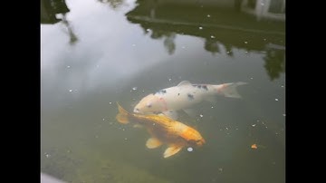 Panasonic GH6 Open gate 5.8k  +  Sigma 16mm f/1.4 (8K timeline)