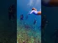 Help me find this scuba diver