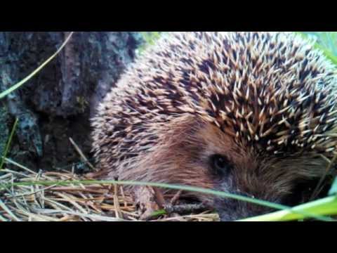 Встреча с ежом (hedgehog's meeting)
