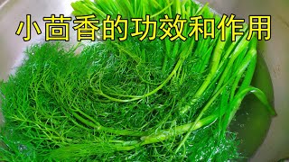 小茴香的功效和作用？小茴香食用禁忌！？ 