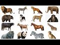 Learn Animals names with Pictures in English | Farm Wild Animals for kids