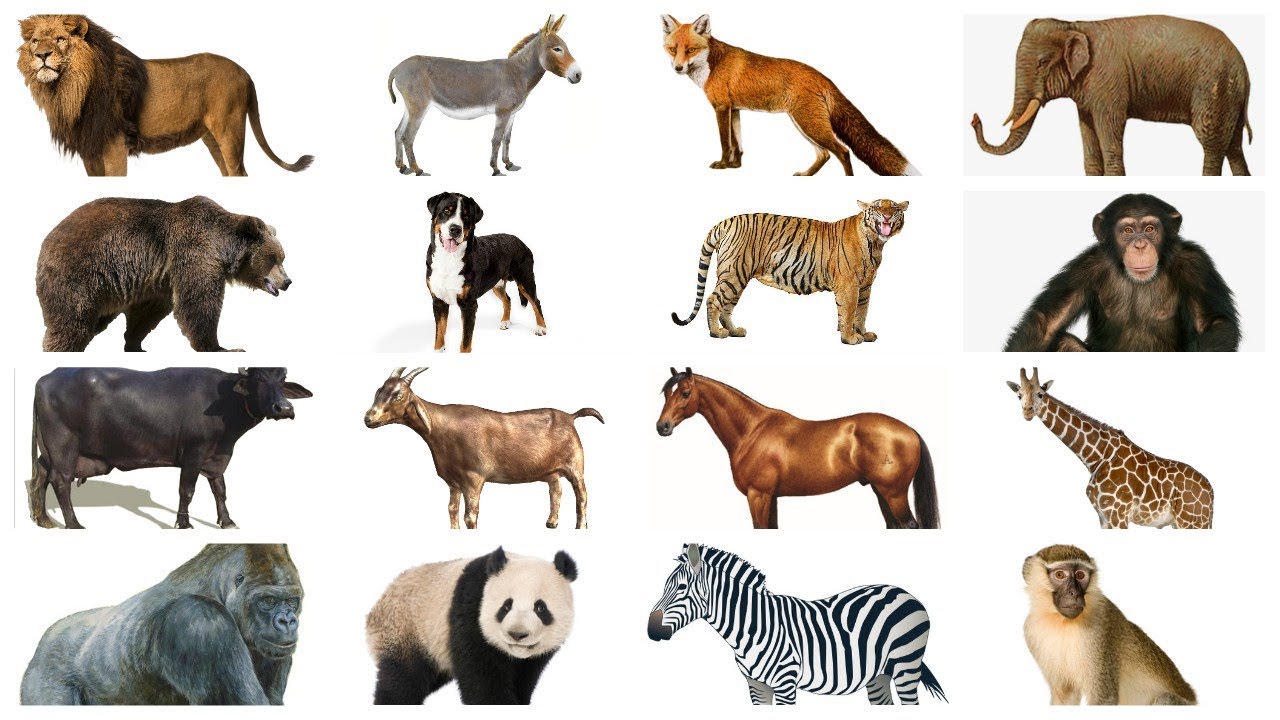 Learn Animals names with Pictures in English | Farm Wild Animals ...