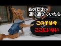 3ヵ月間狭いケージでずっと待ち続けていたあの子犬のチワワは今どうしている?