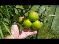 Homesteading - Update on the espaliered apple trees.