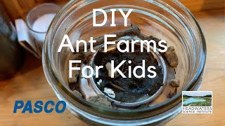 Fun Science Friday: making ant farms