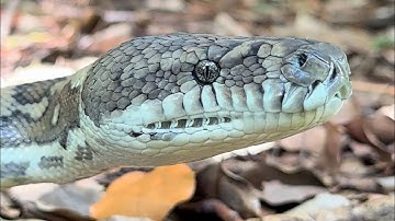Big beautiful Coastal Carpet Python getting released back into the bush