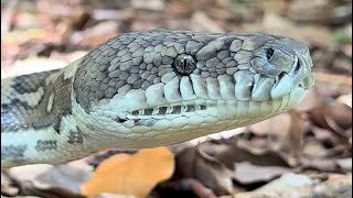 Big beautiful Coastal Carpet Python getting released back into the bush Net Worth