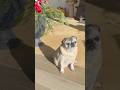 Gucci’s ready for Christmas #garden #christmas #pug #mypug #gardendelight