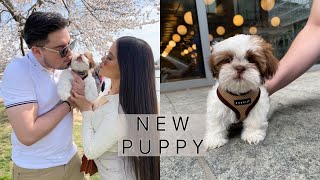 WE GOT A PUPPY!! *picking up our 8 week old Shih Tzu* | Yamila Corea