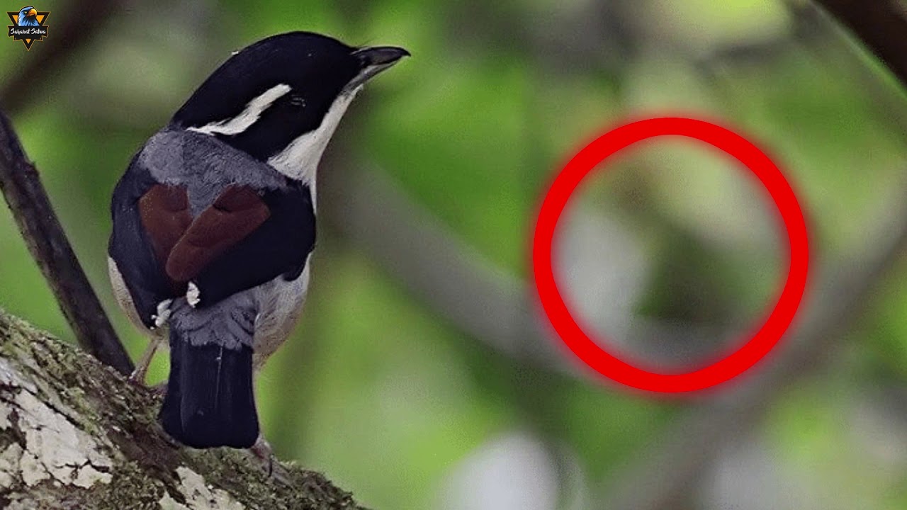 SUARA BURUNG CIU KUNYIT JANTAN GACOR INI PALING BANYAK DI CARI BUAT