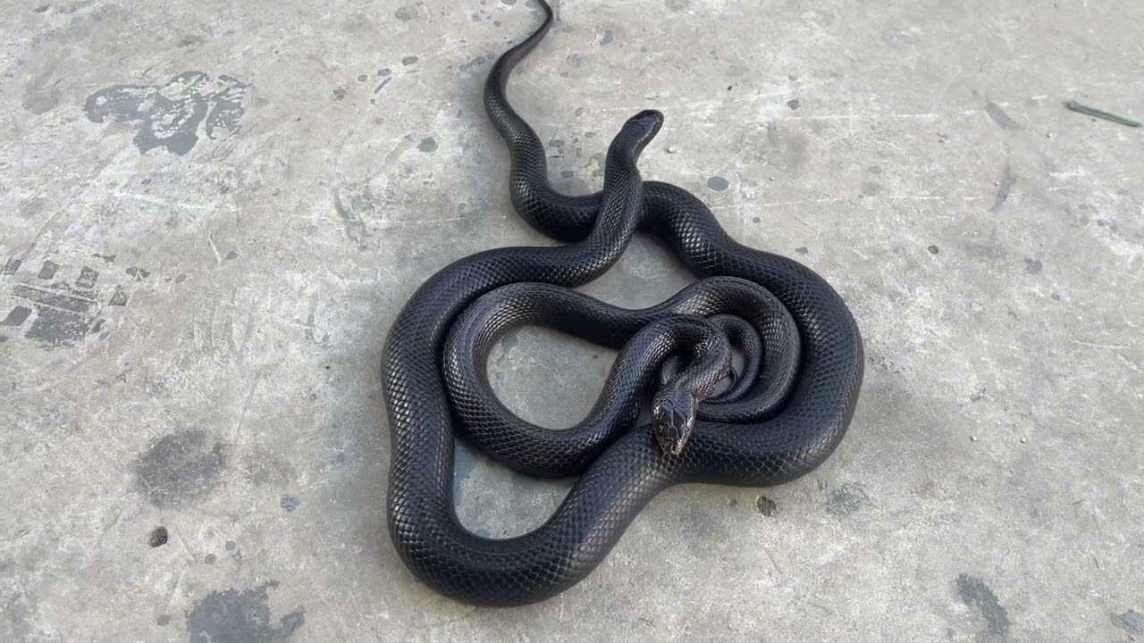 مواجهه مخيفه و غريبه بين الثعبان شحبور والصل الاسود سام جدا مع جمال العمواسي