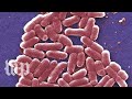 E. coli infections are gross. Here are 5 facts you can