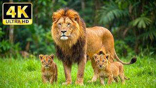 4K Ultra HD Wildlife: Breathtaking Animal Moments &amp; Calming Nature Sounds