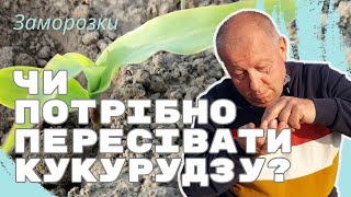 🌽 Кукурудза 🌽| ❄️Заморозки ❄️ | Чи потрібно пересівати?