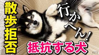 【拒否柴】絶対に散歩に行きたくない柴犬
