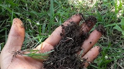 Lợi ích của cỏ dại trong vườn cây ăn trái | Organic Farm