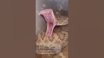 Da FANGS of the Prairie Rattlesnake #snakes #reptiles #rattlesnake