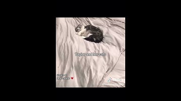 You can’t spell cats without TS #taylorswift #midnight #music #taylorsversion