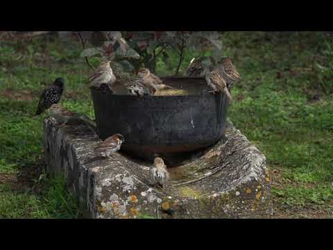 Воробей городской . Пение чириканье.Воробья городского.