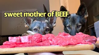 Dogs Review Raw Beef Parts (ASMR)