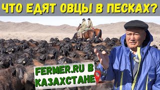 850 Овец Казахской Грубошёрстной Породы На Зимнем Пастбище|В Пустынной Зоне Питательность Травы Выше
