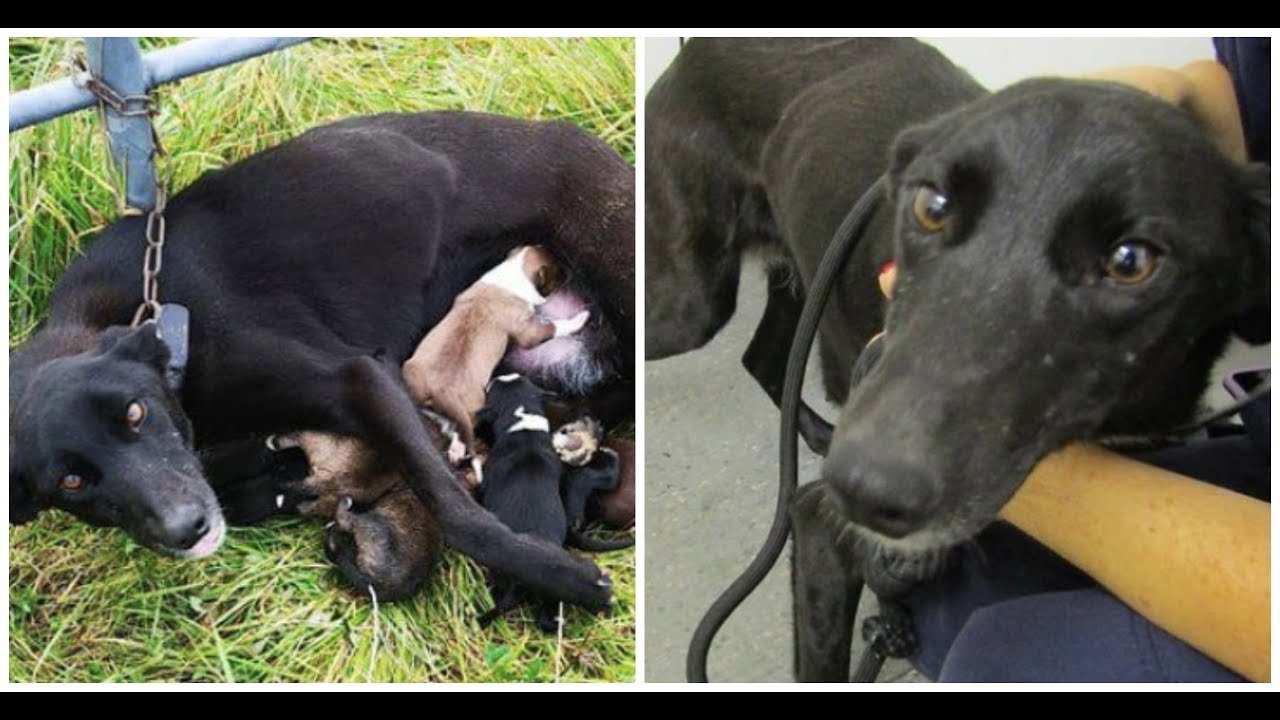 Dog Cruelly Abandoned And Found Chained To Fence Nursing Her Puppies ...