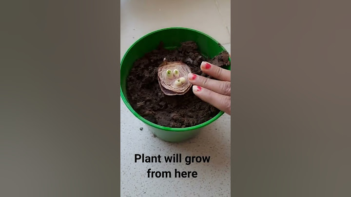 #Onion plant harvesting at home#shorts#grow onions at home
