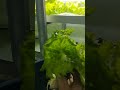 hydromia, indoor hydroponic lettuce harvest. #growlights #hydroponics #hydroponicsystem