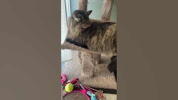 When the catnip kicks in | I am whisk