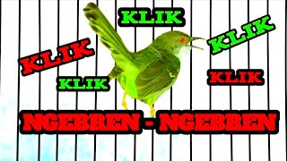 Suara Burung Prenjak Paling Merdu Bikin Adem Hati