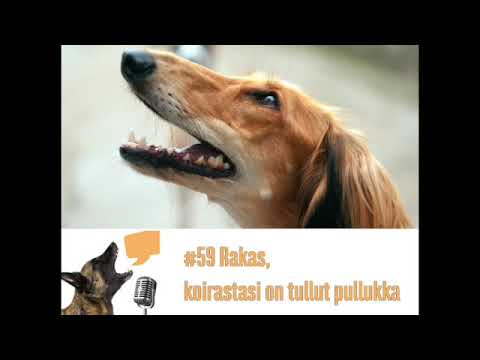 Video: Tutkimuksen Mukaan Koirat Ovat Ilmeisempiä, Kun Joku Katsoo Heitä