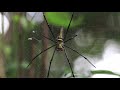 golden orb web spider female &amp; male