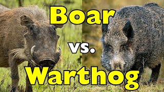 Warthog vs Boar: Who Would Really Win in the Wild? [ID0804]