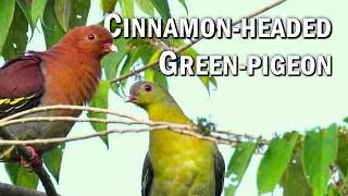 Cinnamon-headed Green-Pigeon Foraging & Calling in Sarawak Forest  |【71】小小時光 Short Clip Series