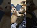 お膝で大暴れするちびさん達😺😺 #cat #子猫 #好きな子猫 #cute #猫のいる暮らし #子ネコ #kitten #gatto