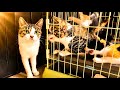 子猫と母猫が再会したら大変なことに。。